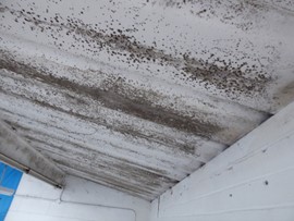 Mould growth on an internal profiled fibre cement liner sheet.